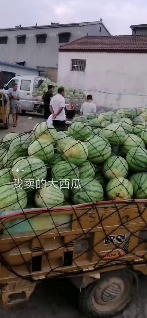 在山上吃海瓜,探秘山间美味——山珍海瓜的奇妙之旅