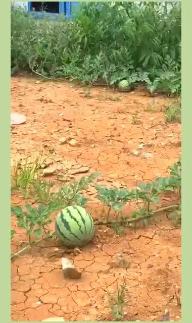 梦见吃瓜留种子,吃瓜留种子的神秘启示