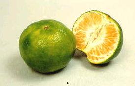 橘子橘子吃瓜,探寻水果界的跨界美味