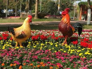 斗鸡吃瓜,一场别开生面的夏日盛宴