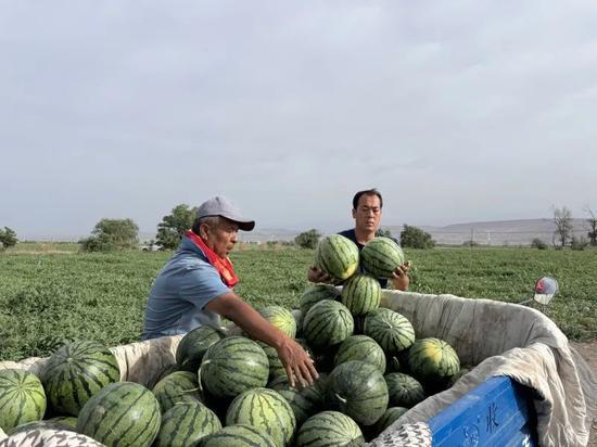 山间吃瓜,夏日山间美食之旅