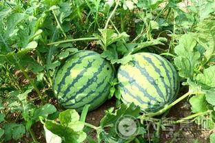 吃瓜还给瓜抱回家,抱回家，收获甜蜜生活