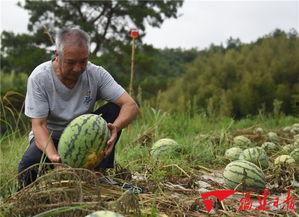吃瓜群众罗源,吃瓜群众的视角，揭秘娱乐圈风云变幻