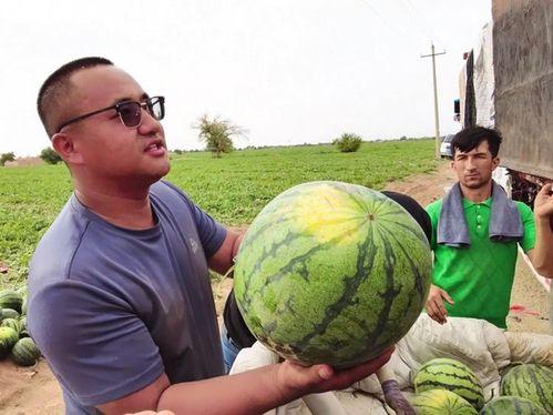 乌鲁木齐吃瓜神器,解锁吃瓜神器，畅享西域风味