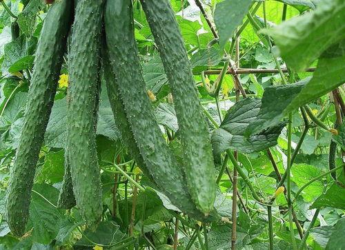 脆梨瓜 直接吃,鲜甜多汁，直接食用尽享美味