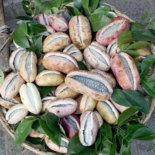 爆炸瓜多久成熟可以吃,何时享用最佳口感