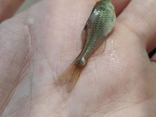 鱼吃小瓜虫咋办,巧治小瓜虫困扰