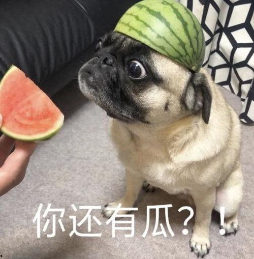 吃瓜 表情包,吃瓜群众视角下的趣味生活瞬间