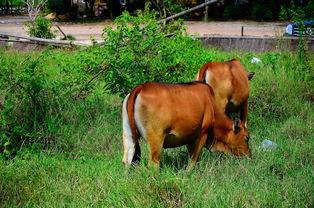 吃瓜的老牛,揭秘娱乐圈的幕后故事