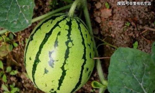 西瓜地里摘瓜吃,摘瓜品尝的田园时光