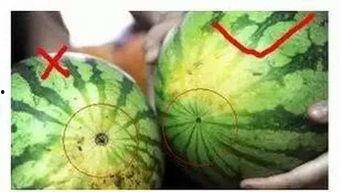 福州bgm楼道吃瓜,一场别开生面的“吃瓜”盛宴